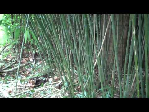 Video: Decoratief Bamboe Op Een Persoonlijk Perceel