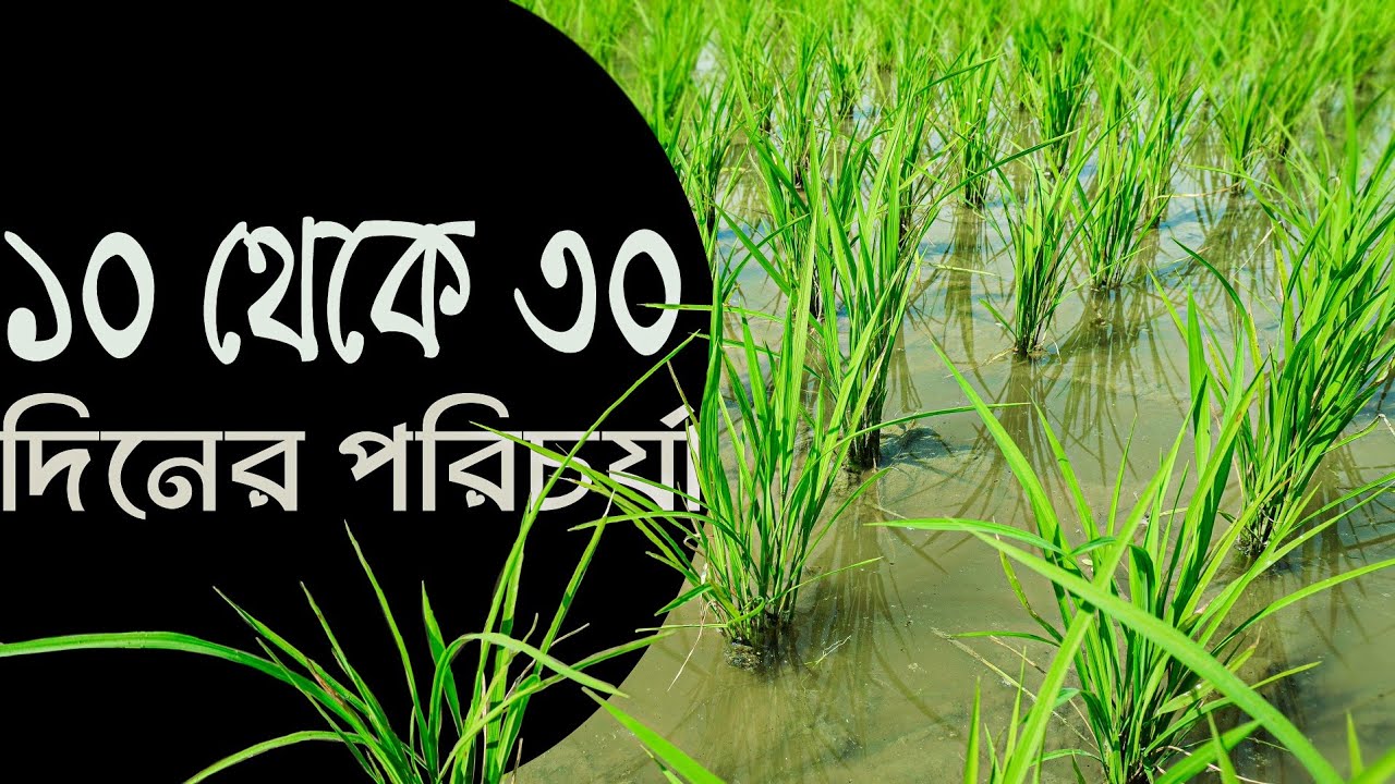 বোরো ধানের পরিচর্যা 