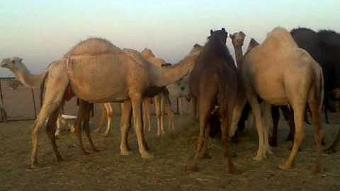 دحيم الحماد تلاوة عندالإبل ١٤٣٢ ه رنية