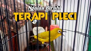 PLECI DAKBAL BIRAHI MANGGIL MUSUH AGAR BUKA PARUH