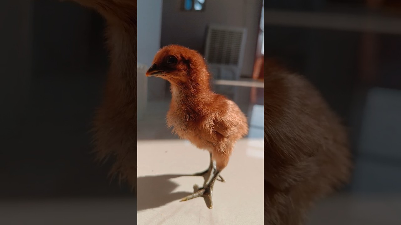 Cute chick || shaik farm