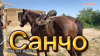 Санчо сатылат сынакы Ат чыкты 7 мая 2026 г.