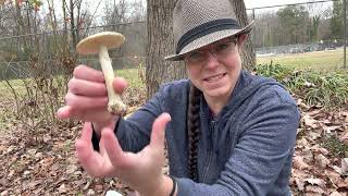 False death caps: Amanita lavendula group + Hedgehogs, blewits, pink mottle woodwax mushrooms & such