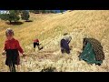 Harvest crops with the help of the little princess🌾🌿👸