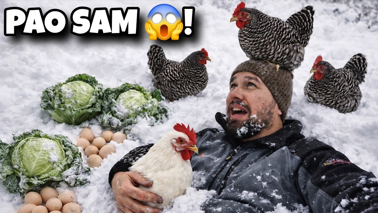 Koke u snijegu, Leghorn u bijegu i moj pad! 😂