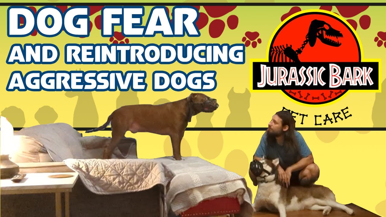 Dog Fear and Reintroducing Aggressive Dogs in a Safe Environment