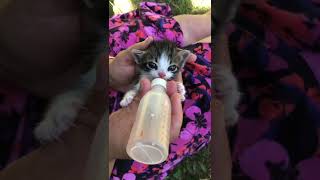 Sokakta bulduğumuz yavru kedileri büyütüyoruz 🐱 We found kittens outside 🥲