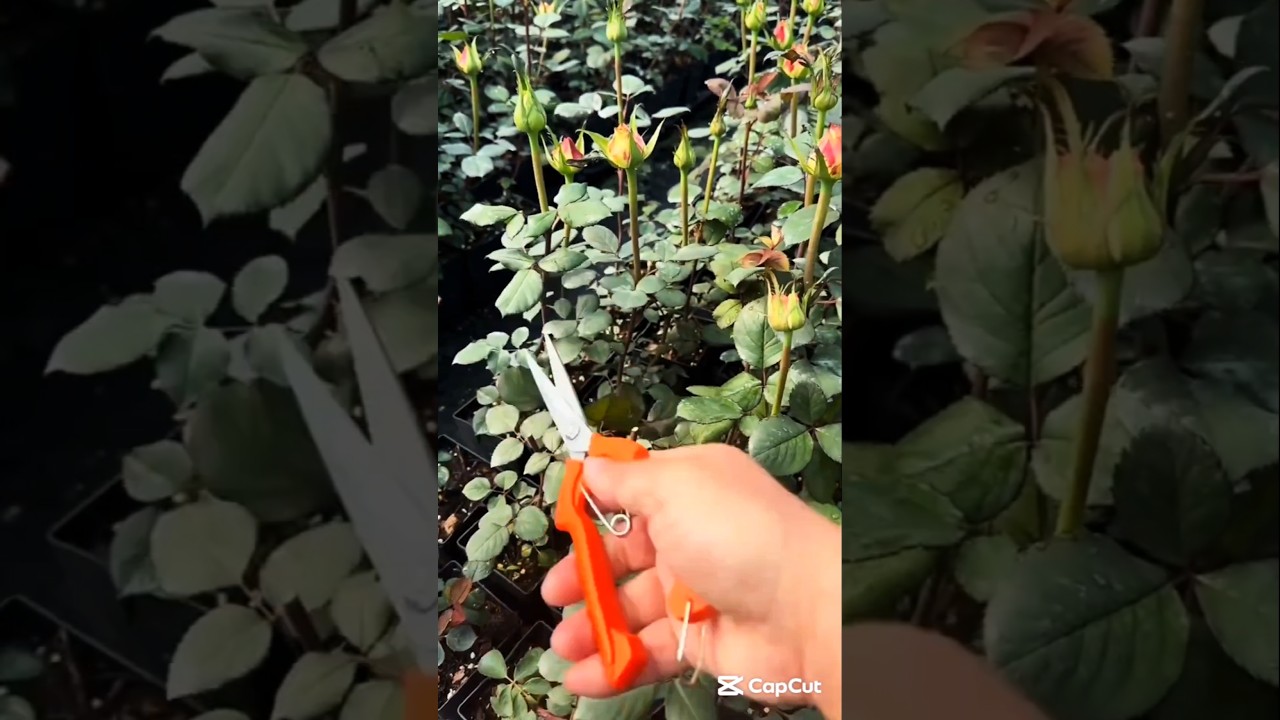 Remove first year's flowers to develop a strong rooting system 