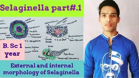 Morphology of Selaginella