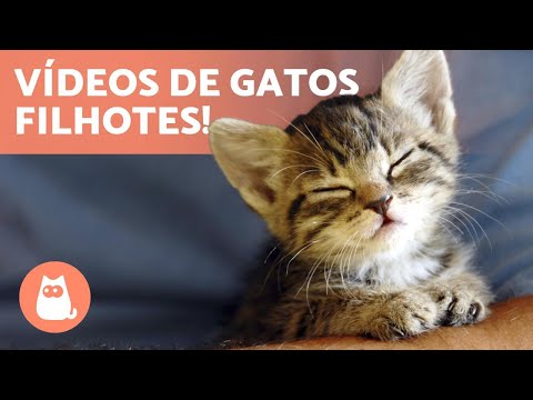 Vídeos de GATOS FILHOTES 😻 Gatos fofos e engraçados! 