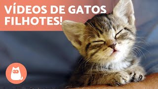 Vídeos de GATOS FILHOTES 😻 Gatos fofos e engraçados!