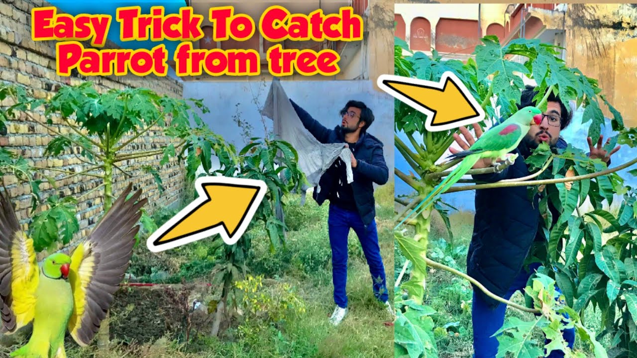 How to catch parrot from Tree 🌴/parrot pakadny ka tarika 🦜/ 