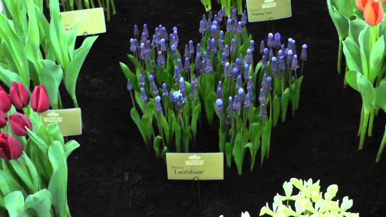 Blue Grape Hyacinth Muscari Latifolium