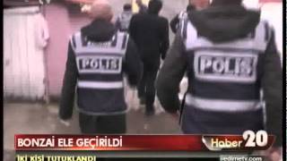 Bonzai Ele Geçirildi