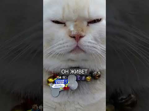 Кот Охраняет АРБУЗЫ