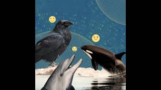 ENCORE: Those Orcas (Still) Arent Doing What You Think