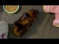 HOW I CLEAN MY GUINEA PIG CAGE *NO TALKING
