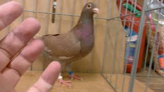 AU 48668, clip band #11 - Karel Meulemans