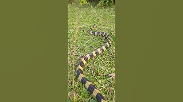 banded krait snake rescue by alauddin || raaz sarp ko dekho #snakeshort #shorts #youtube