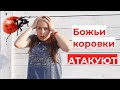 Железный порт / Набережная / Вся правда про божьих коровок.