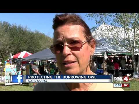 Protecting Burrowing Owls in Cape Coral