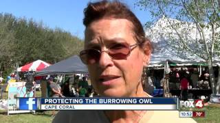 Protecting Burrowing Owls in Cape Coral