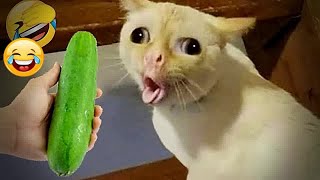 Best Cats and Dogs Videos 🙀 Funny Cats Moments 😅😸