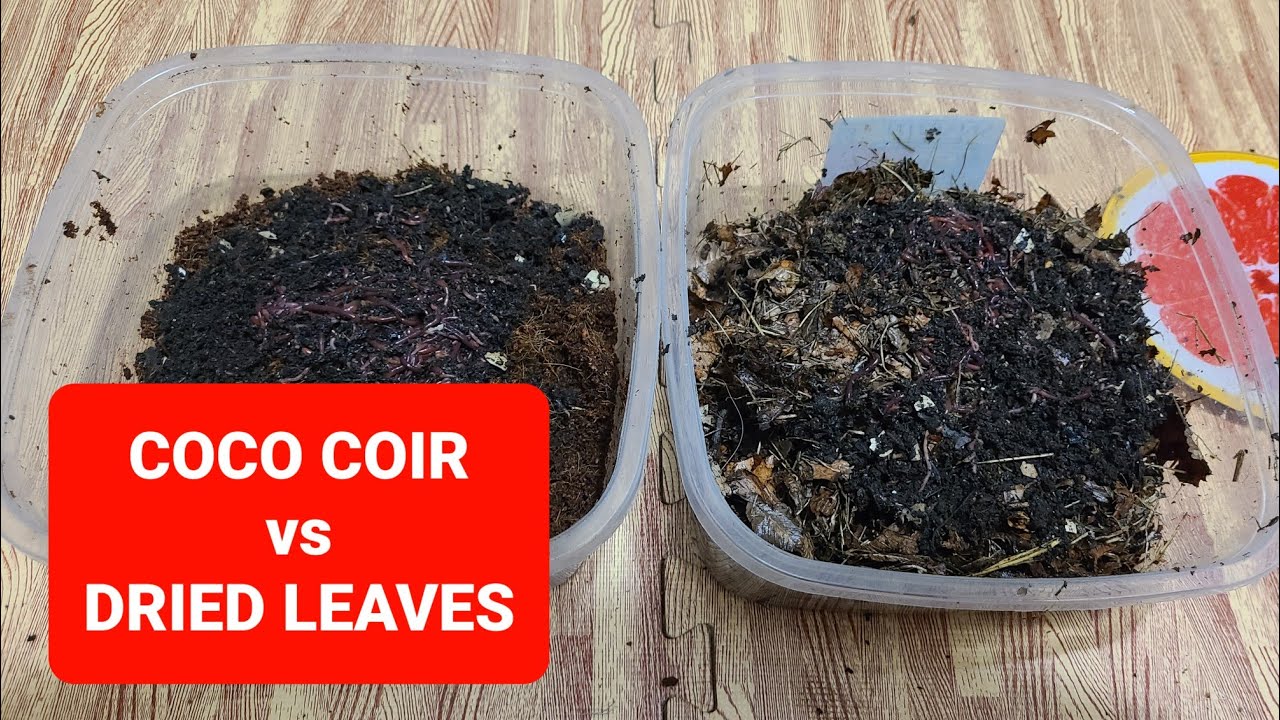 Coconut Coir vs Dried Leaves Bedding pt 1 YouTube