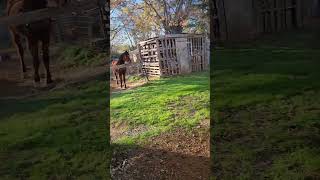 Pouncer pays a friendly visit to the chickens. #pouncerthecat #servals #cats #chickens