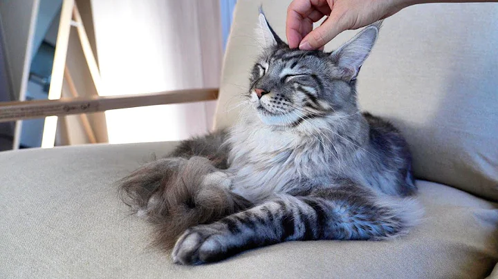 Watch the video about Maine Coon Mikasa’s Petting Compilation