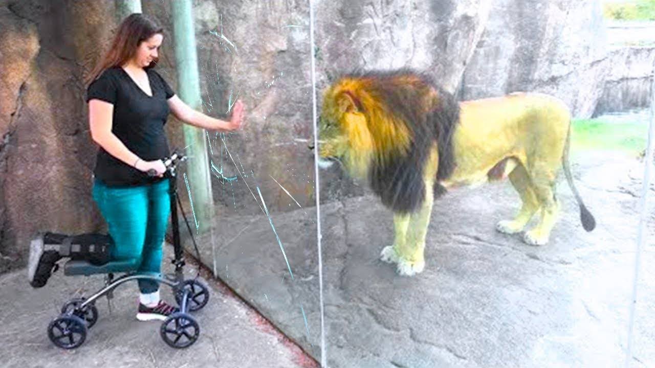 Quando Animais perigosos não sabem o que é vidro