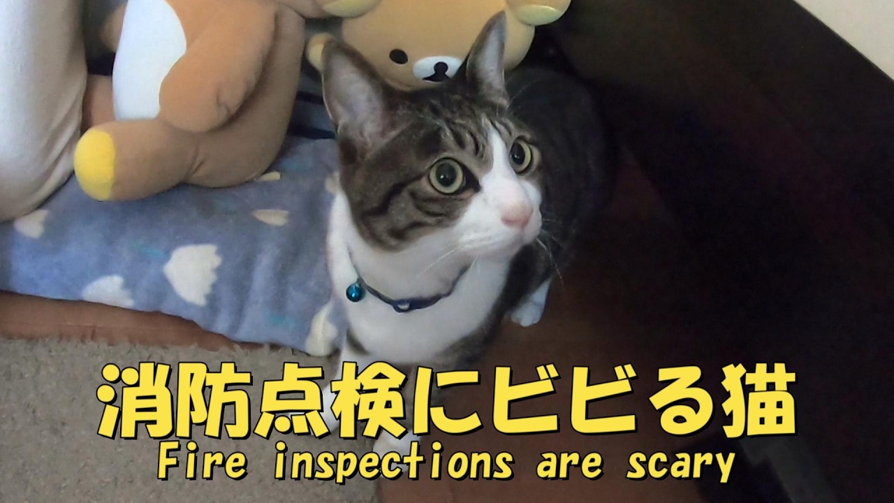 消防点検が怖くて目がまんまるくなってしまった猫　暴れ猫/保護猫ハナ♂