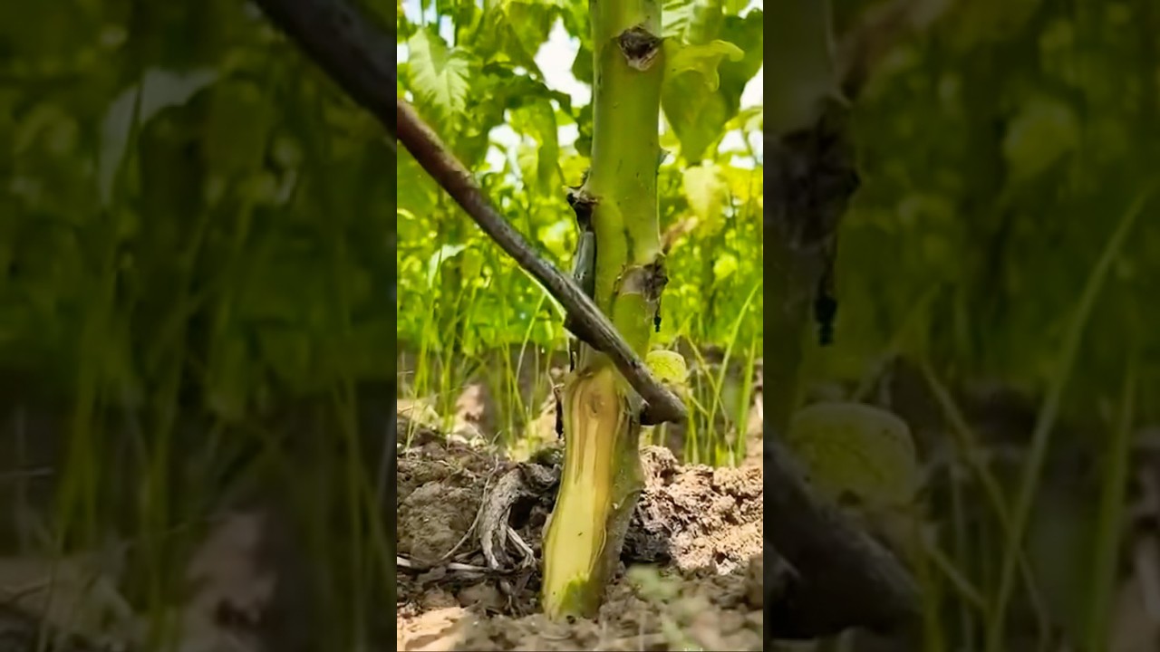 Ultimate Garden Tool Guide: Essential Tools for Beginners