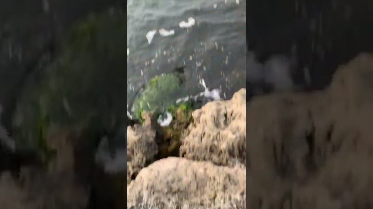 36cm bream at north mole