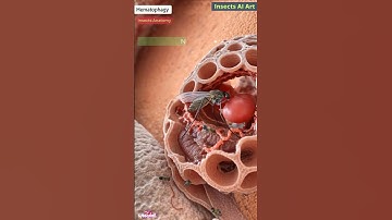 Mosquito Digestive System Animation | Insects Anatomy | Insects AI Art | 05