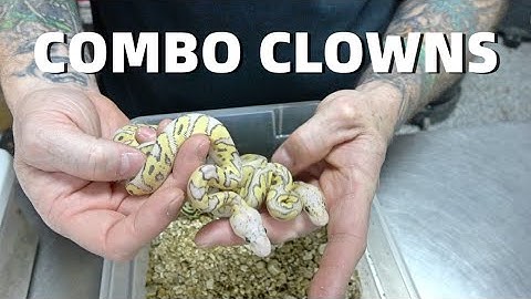 Combo Clown Ball Python Clutch Update!
