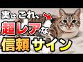 見逃さないで!猫が心を許した人にだけ見せる9つの珍しい信頼サイン
