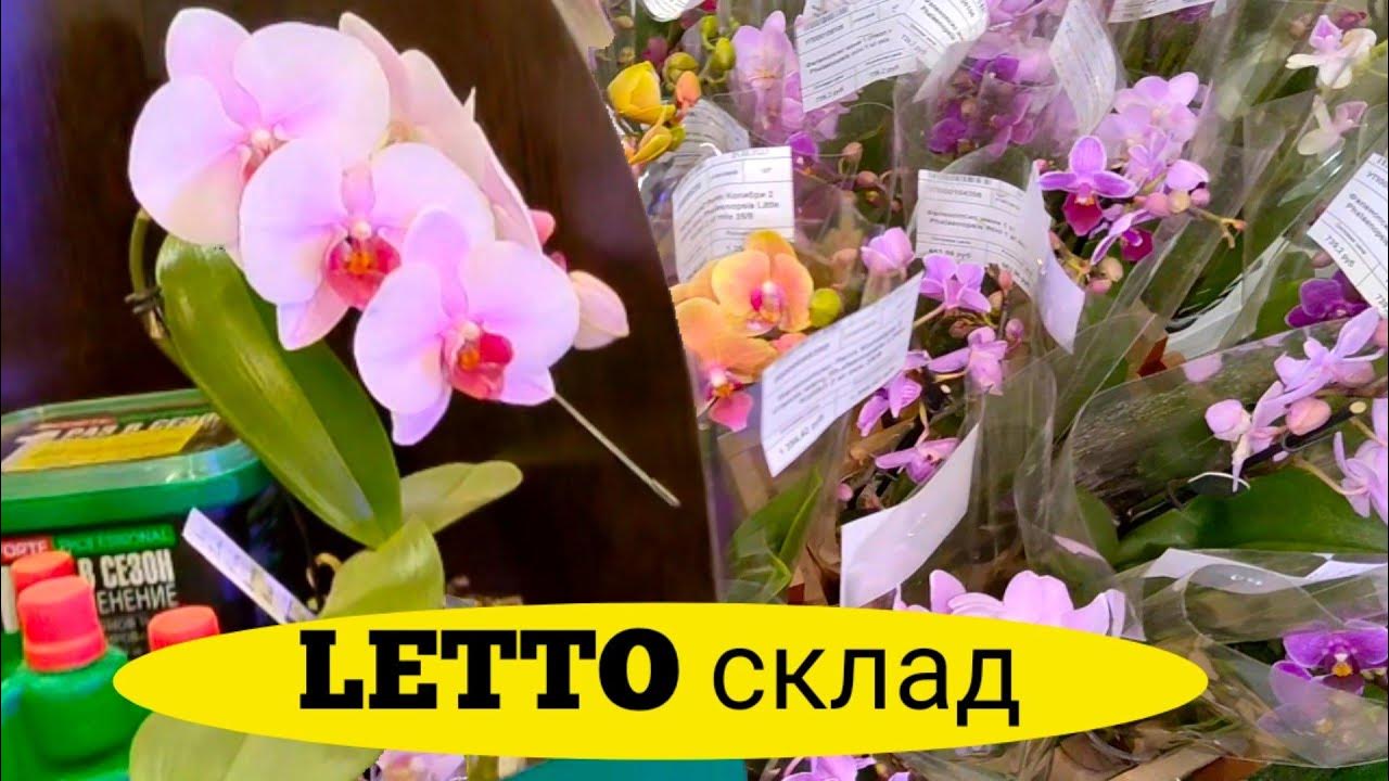 ОГРОМНЫЙ Склад LETTO Краснодар Орхидеи мини Мультифоры, БАБОЧКИ ...