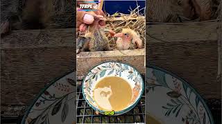 How to Properly Hand-Feed Racing Pigeon Chicks! 🐣🕊️​#RacingPigeons #SquabCare #PigeonBreeding