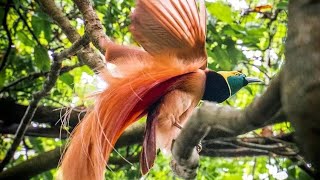 Pura Mukura Eka Yakombe🕊️🕊️DDC BOYS STRING BAND🇵🇬🇵🇬🌍