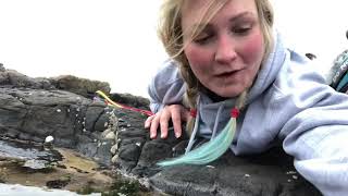 Rockpooling Creatures Beadlet Anemones