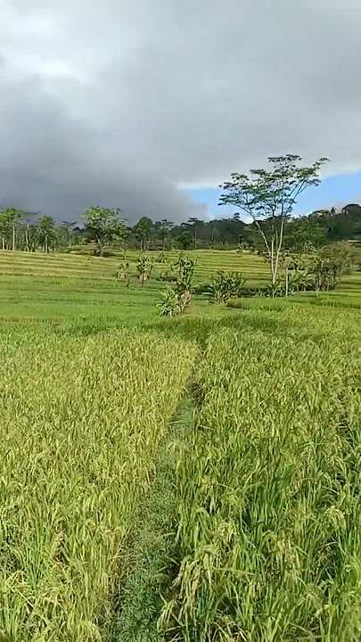 tertiup angin #sawah #cinematiksawah #masukberandayoutube