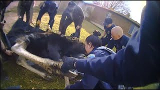 RAW: Moose captured in Centerville, relocated back to wilderness