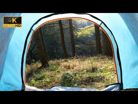 Forest Sounds from Inside Tent | Sounds of Nature for Sleep and Meditation 9 Hours