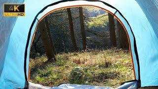 Forest Sounds From Inside Tent | Sounds Of Nature For Sleep And Meditation 9 Hours
