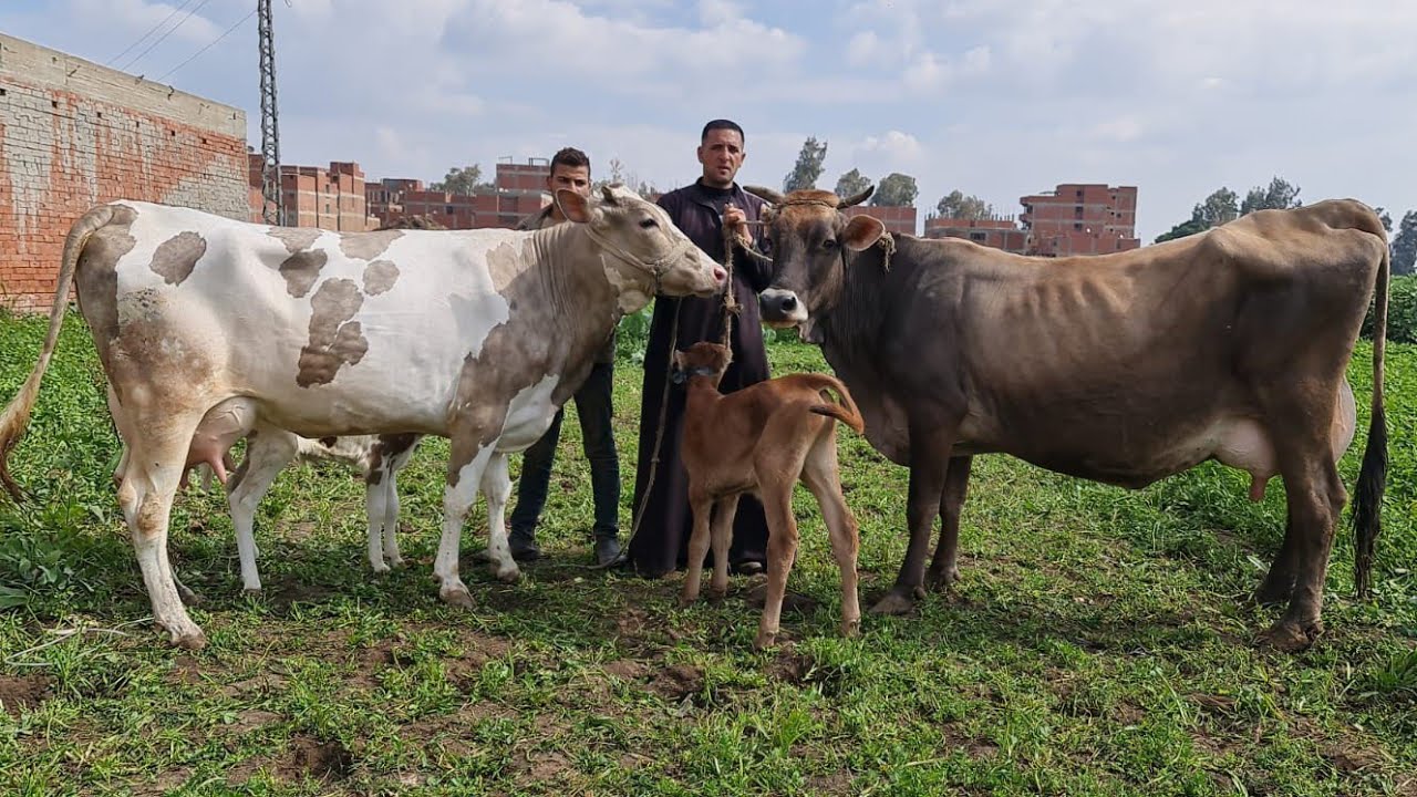 لوالبقر دا بقا معجبكمش أنا هابطل اصور مواشي خليط براون عالي وخليط هولشتاين من الفواخر