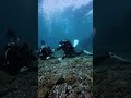 Beginner Scuba Diving in Tenerife | Calm, No Pressure Scuba shorts funny