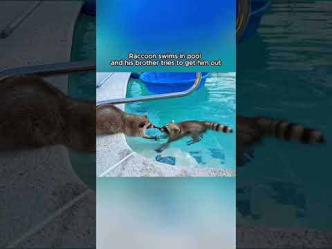 Even animals can help each other... #kindness #animals #bestfriend #cute #rescue #animalshorts