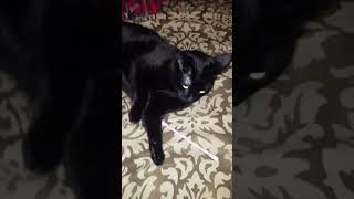 Bear meets Pixie Stix 2