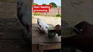 Hand feeding processing #pigeon #viral ##shortsfeed